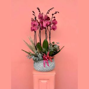  Send Flowers to Alanya - Orchids